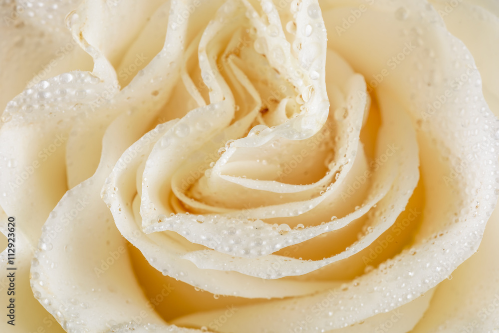 Wet White Rose Close Up With Water Drops Wet White Rose Close Up With Water Drops