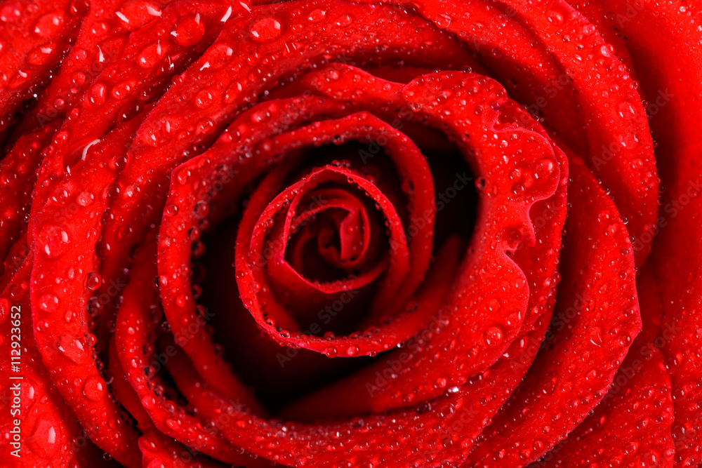 Wet Red Rose Close Up With Water Drops Wet Red Rose Close Up With Water Drops