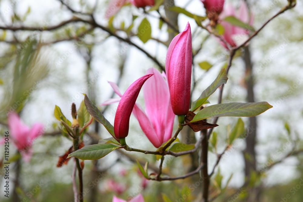 Magnolienblüten an Ast Magnolienblüten an Ast