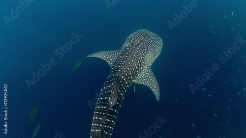 Whaleshark topshot swimming with cobia photo