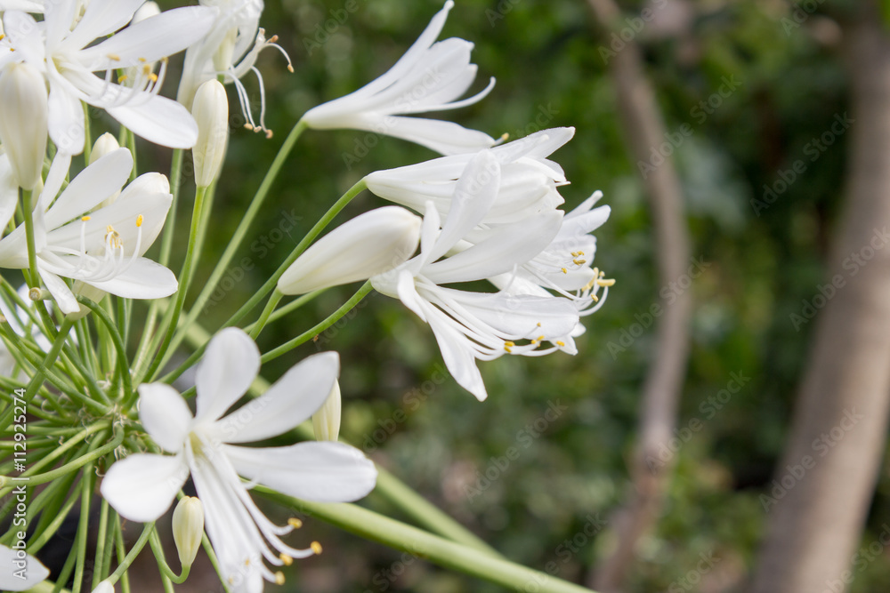 Weisse Schmucklilie - Agapanthus Weisse Schmucklilie - Agapanthus