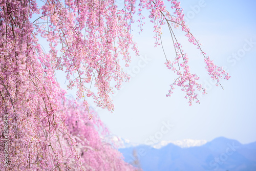 Cherry blossoms at Kitakata, Fukushima
