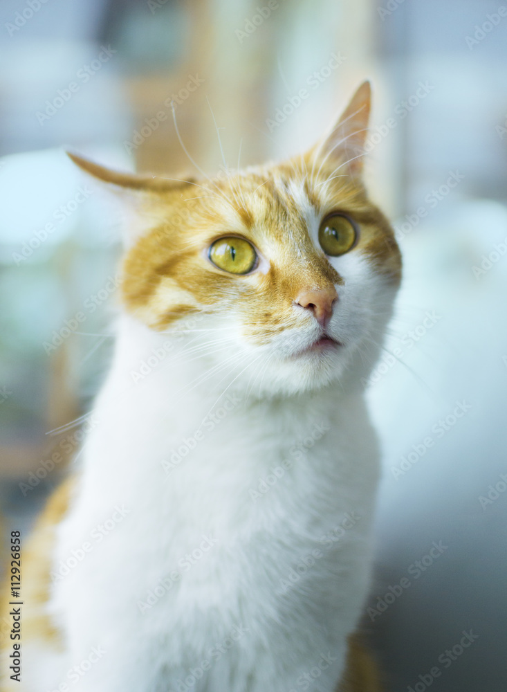 Ginger cat face, yellow eyes