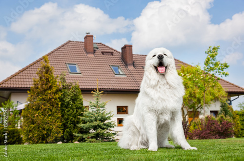 Big guard dog sitting in front of the house. Polish Tatra Sheepdog