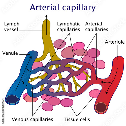 Arterial capillary vector illustration