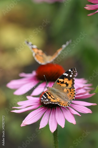 Schmetterling auf Blume © fulyaschrammel