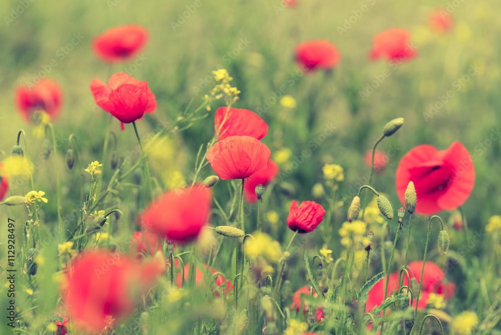 Fototapeta premium Poppy flower in a field with beautiful colors