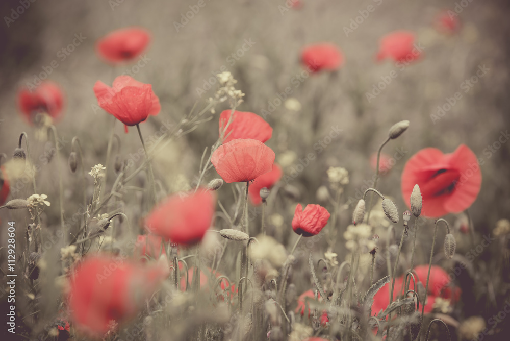 Naklejka premium Poppy flower in a field with beautiful colors
