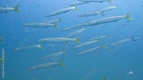 Pickhandle barracuda school photo