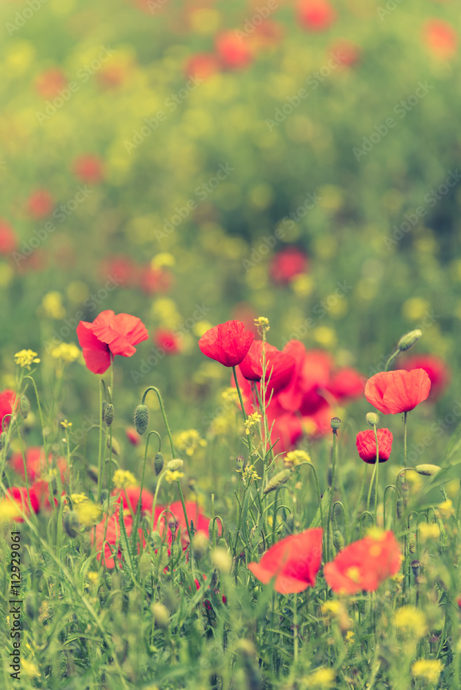 Poppy flower in a field with beautiful colors Poppy flower in a field with beautiful colors