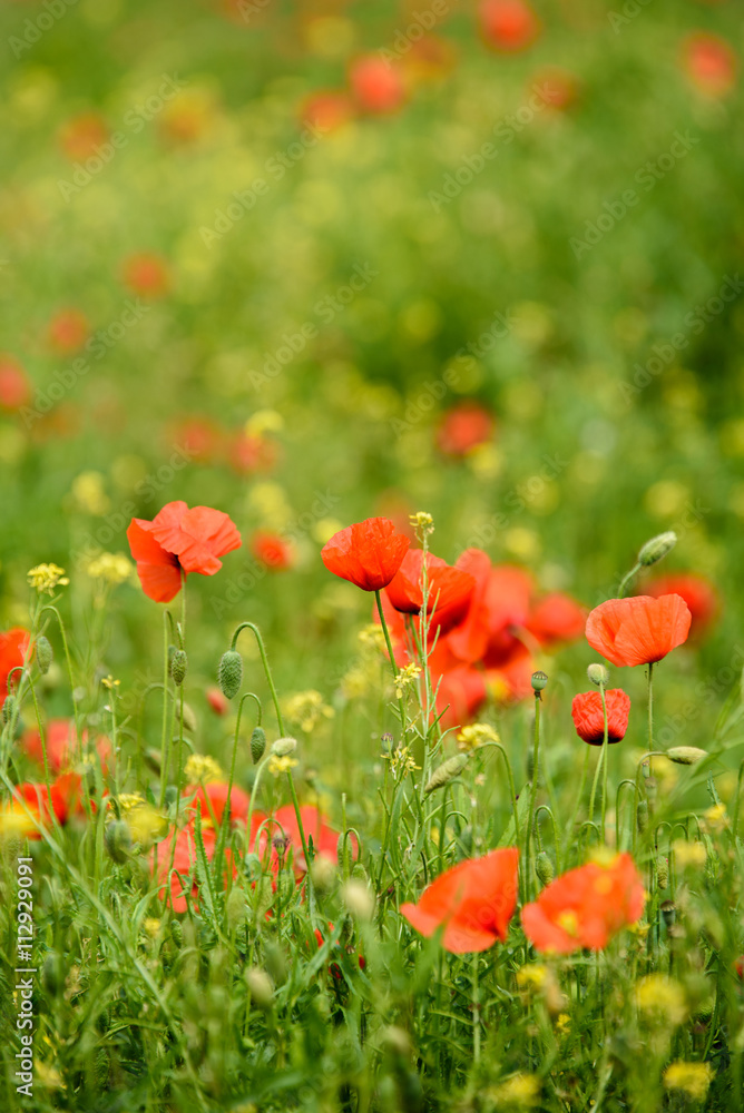 Fototapeta premium Poppy flower in a field with beautiful colors