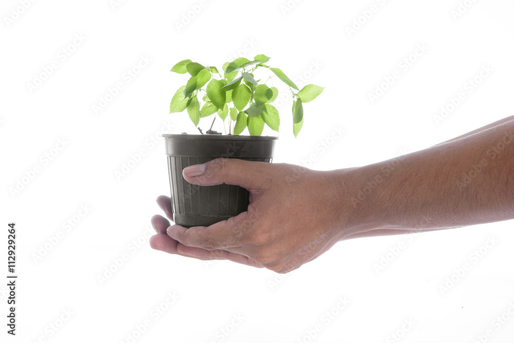 Man hand holding a little green tree plant on white background Man hand holding a little green tree plant on white background