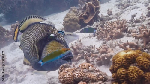 Titan triggerfish being cleaned photo