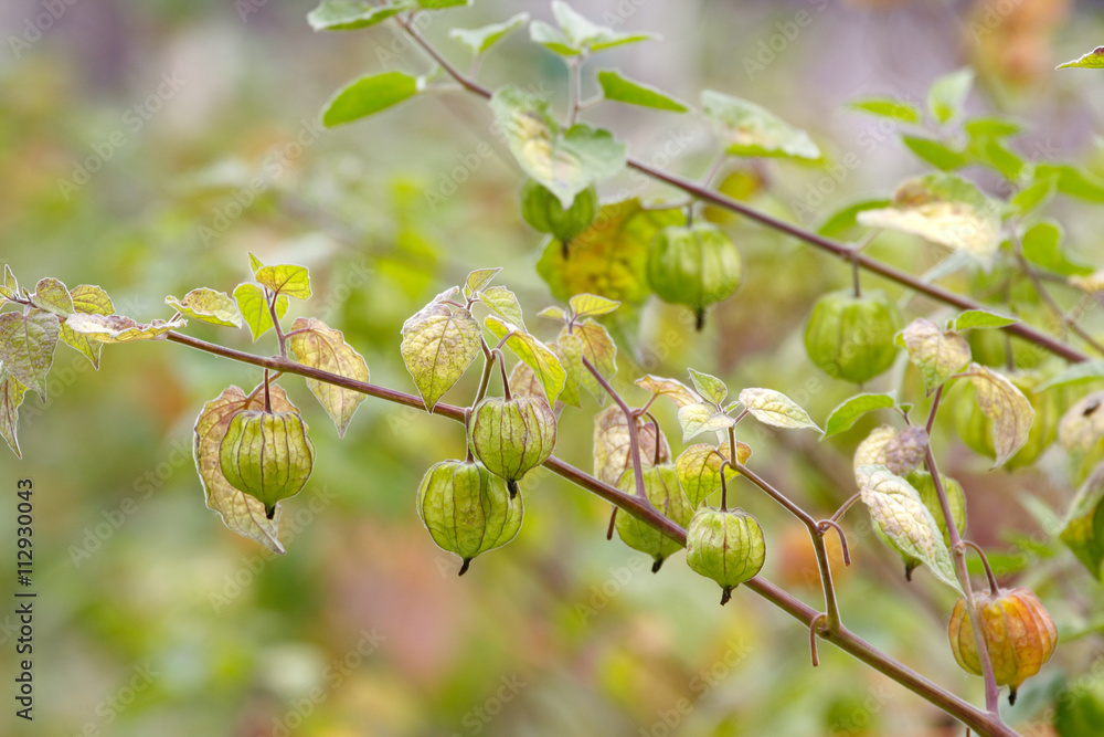 Cape gooseberry /Goldenberry/ Pichuberry/ Peruvian Ground Cherry (Physalis peruviana) fruits on the tree Cape gooseberry /Goldenberry/ Pichuberry/ Peruvian Ground Cherry (Physalis peruviana) fruits on the tree