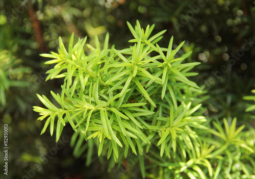 close photo of fresh green needles of yew