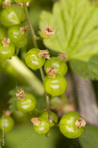 The new blackberries