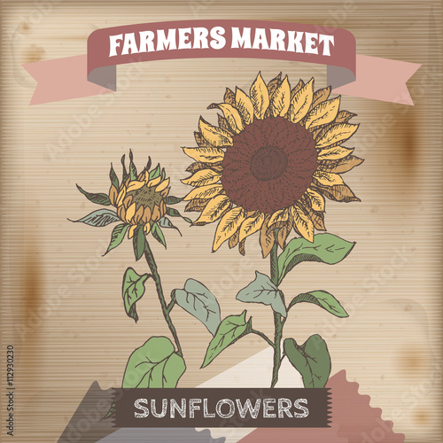 Farmer market label with sunflower color sketch.