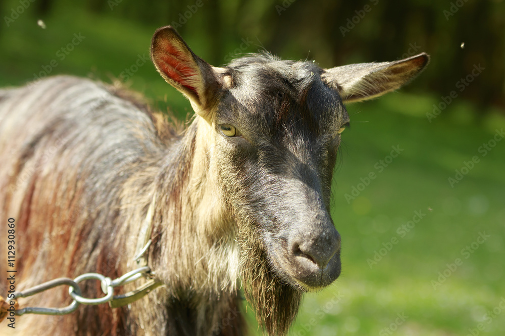 Goat's portrait close-up with green nature background Goat's portrait close-up with green nature background