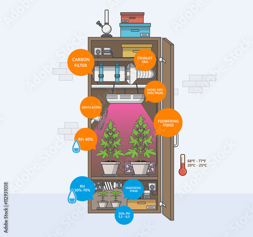 Marijuana indoor growing infographics, guide. Flat style design vector illustration.

