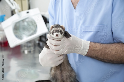 Fototapeta Naklejka Na Ścianę i Meble -  Cute Weasel Held By Male Doctor