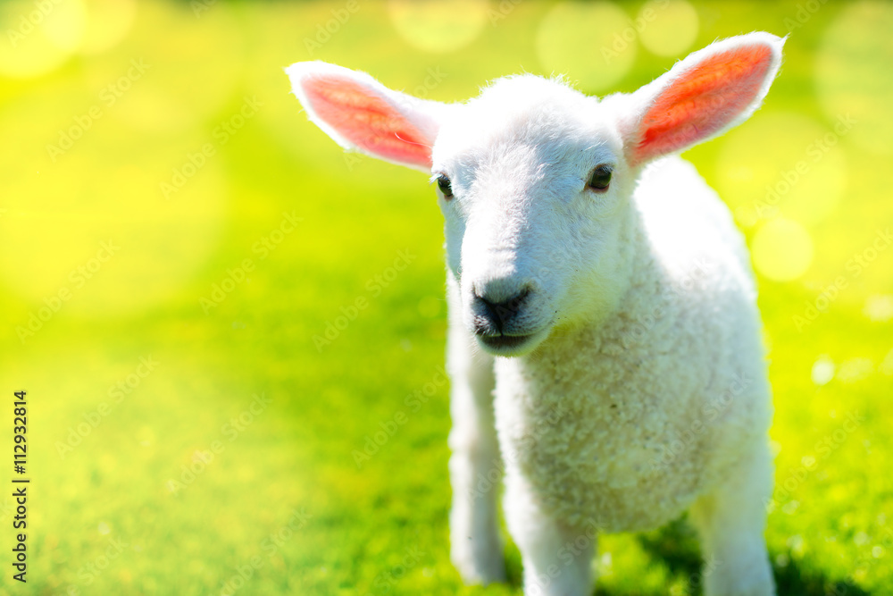 Obraz premium Lamb in the sunshine