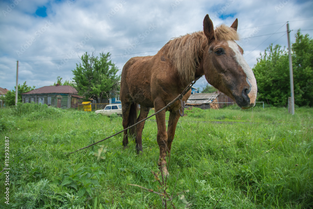 Obraz premium Конь