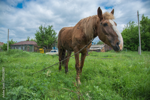 Конь © pavelvrnphoto