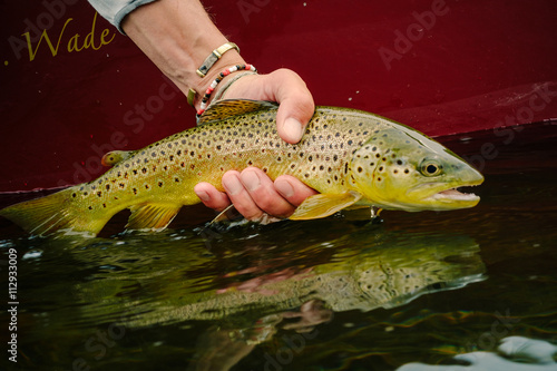 Close-up of man holding fish out of water