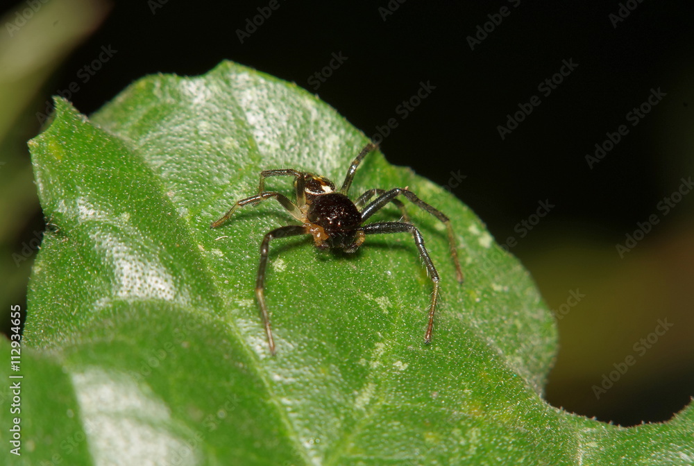 Jump spider in the green garden Jump spider in the green garden