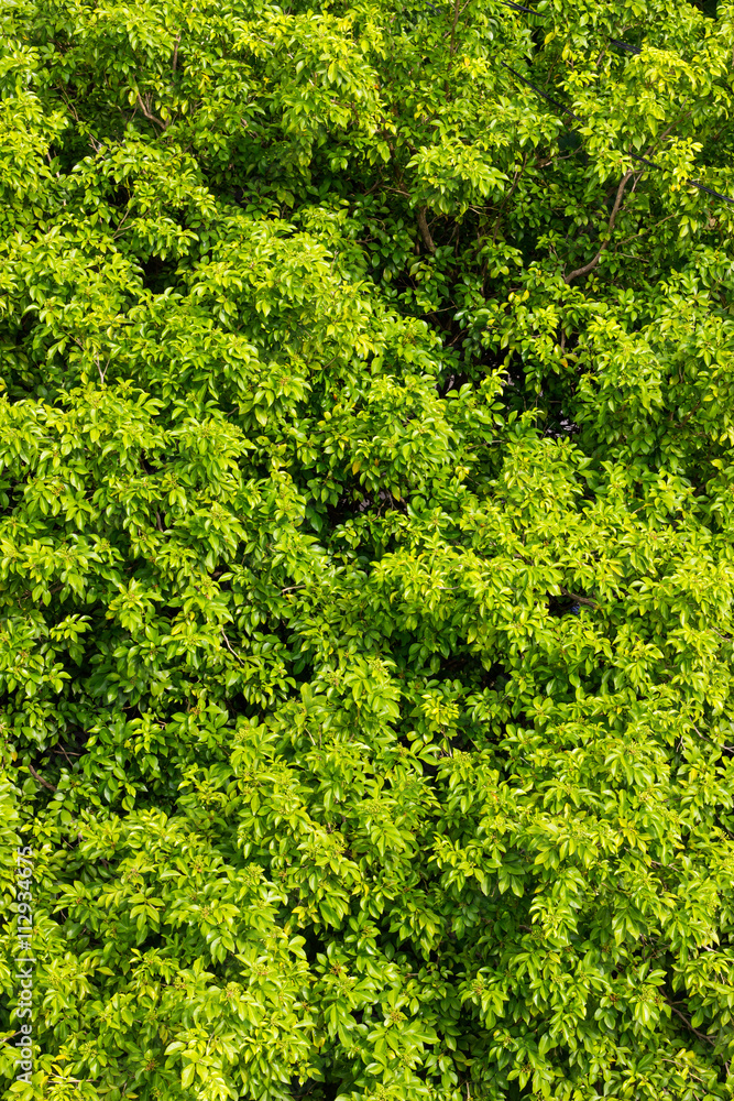 Green leaves above many.