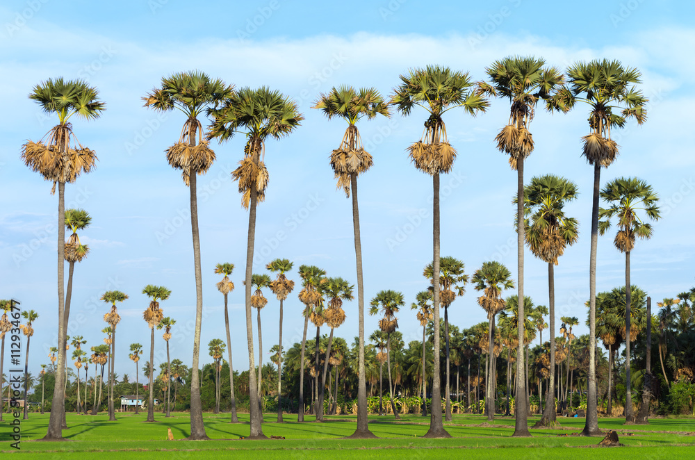 Fototapeta premium Landscape of rice fields