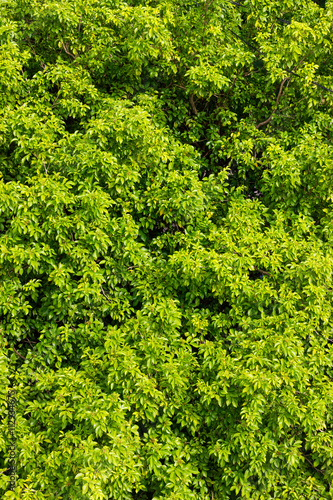 Green leaves above many.