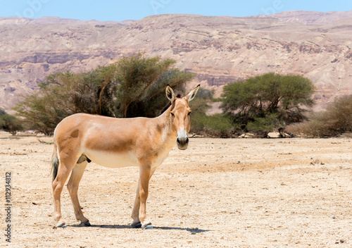 The onager (Equus hemionus) is a brown Asian wild donkey inhabiting nature reserve park near Eilat
