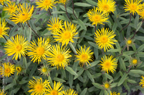 Rauhaariger Alant - Inula hirta - Asteraceae