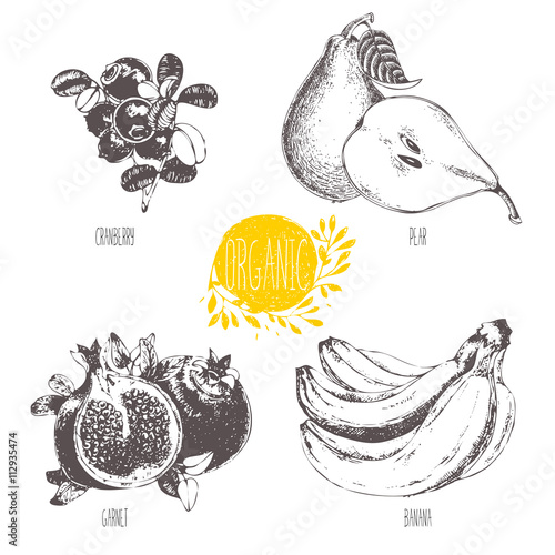 Series - vector fruit and spices. Hand-drawn illustration. Sketch. Healthy food. Linear graphic. Set of pear, banana, garnet and cranberry.