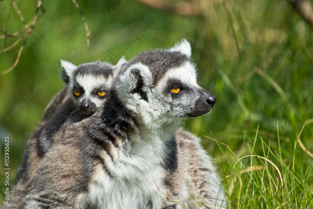 Fototapeta premium portrait of a lemur