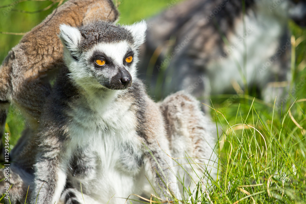 portrait of a lemur portrait of a lemur