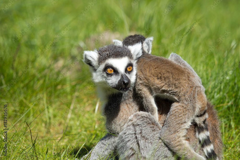 portrait of a lemur