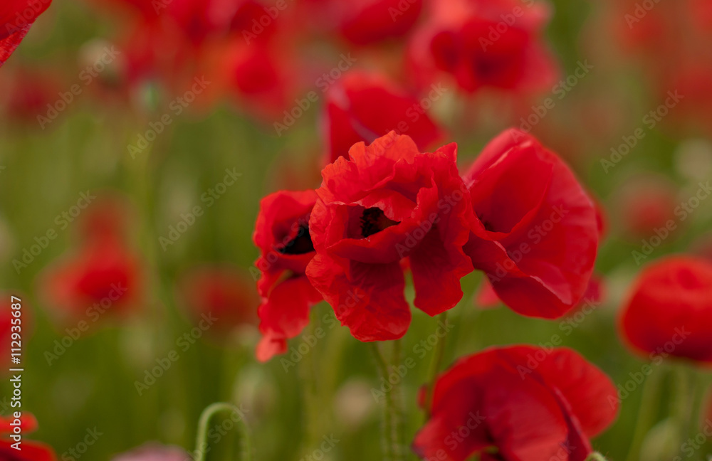 Field of red poppies. Natural background Field of red poppies. Natural background