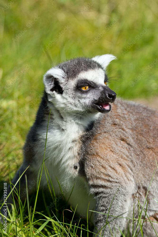 Obraz premium portrait of a lemur