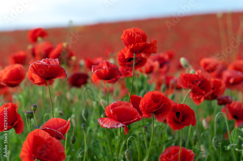 Field of red poppies. Natural background