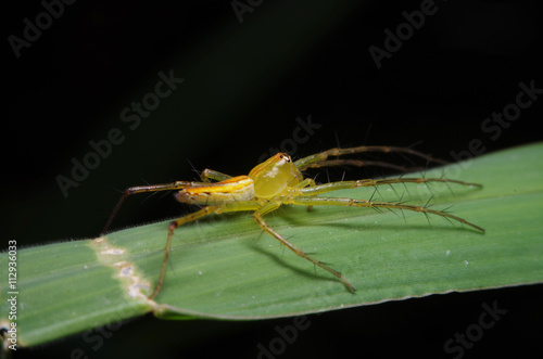 Jump spider in the green garden