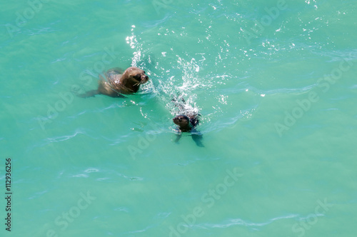 Due leoni marini giocano in acqua