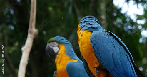 Blue Yellow Macaw (Also Know as Arara or Ararauna) in Brazil