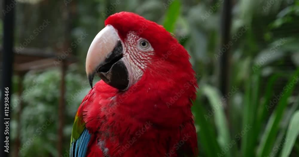 Red Macaw (Also Know as Arara or Ararauna) in Brazil Red Macaw (Also Know as Arara or Ararauna) in Brazil