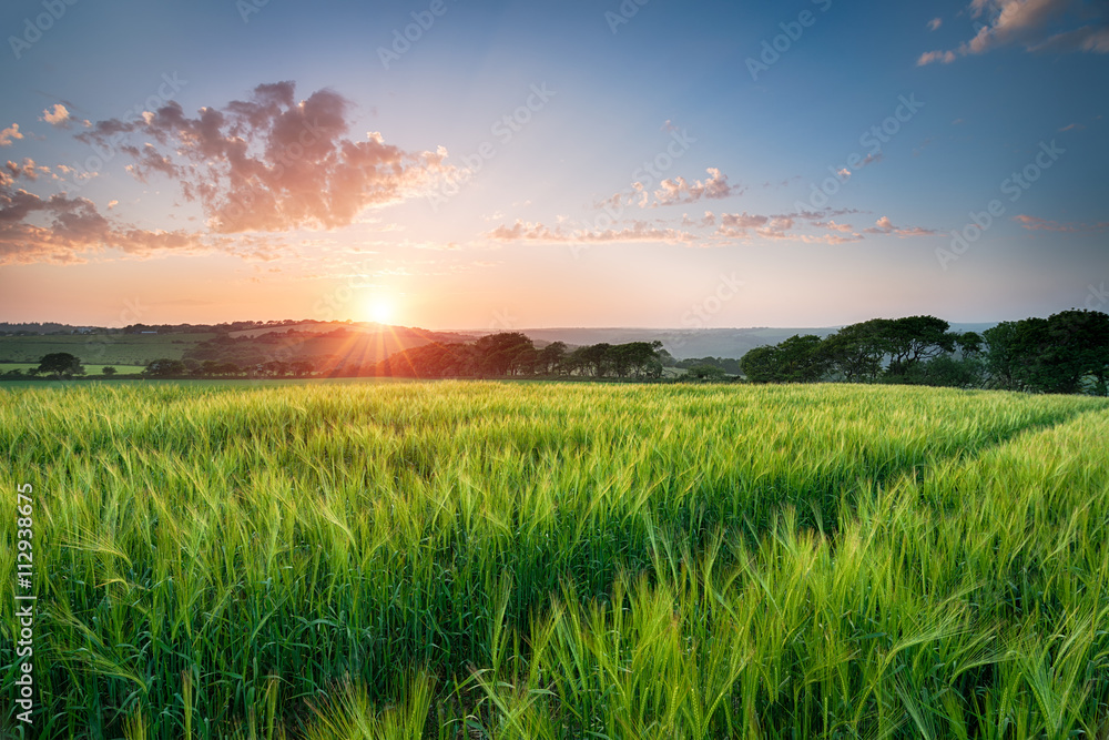 Beautiful Sunset over Fields of Barley Beautiful Sunset over Fields of Barley