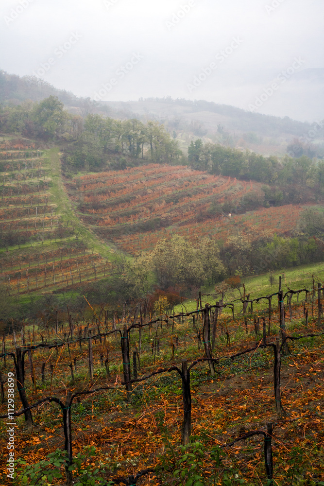 Fototapeta premium Autumn mist in Alpine vineyard