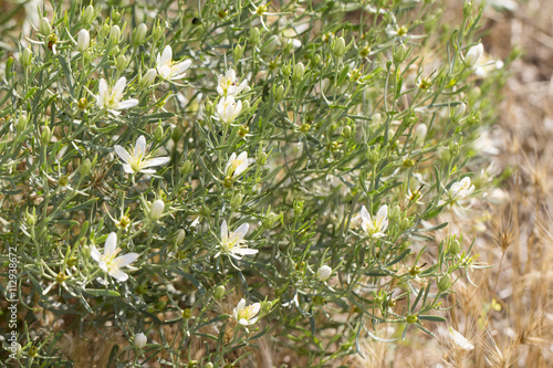 Fototapeta Naklejka Na Ścianę i Meble -  Peganum harmala flowering plant colorful summer sunny background