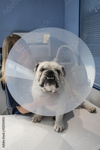 Portrait of a dog with pet cone in a veterinary clinic photo