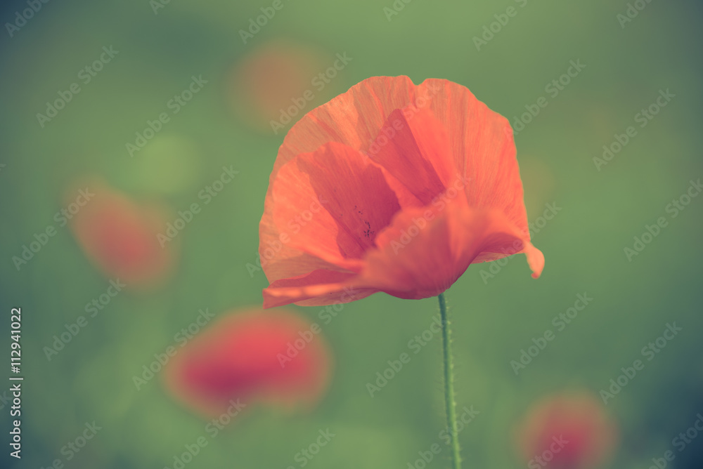 Obraz premium Poppy flower in a field with beautiful colors